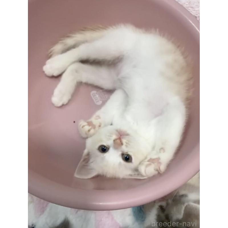 販売中の京都府のマンチカン-133228の7枚目