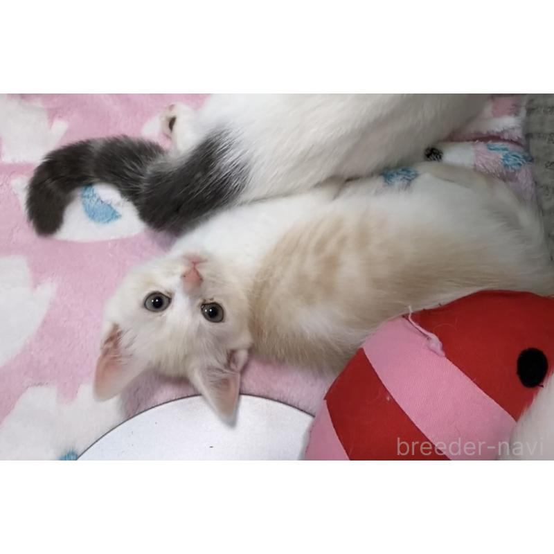 販売中の京都府のマンチカン-133228の5枚目