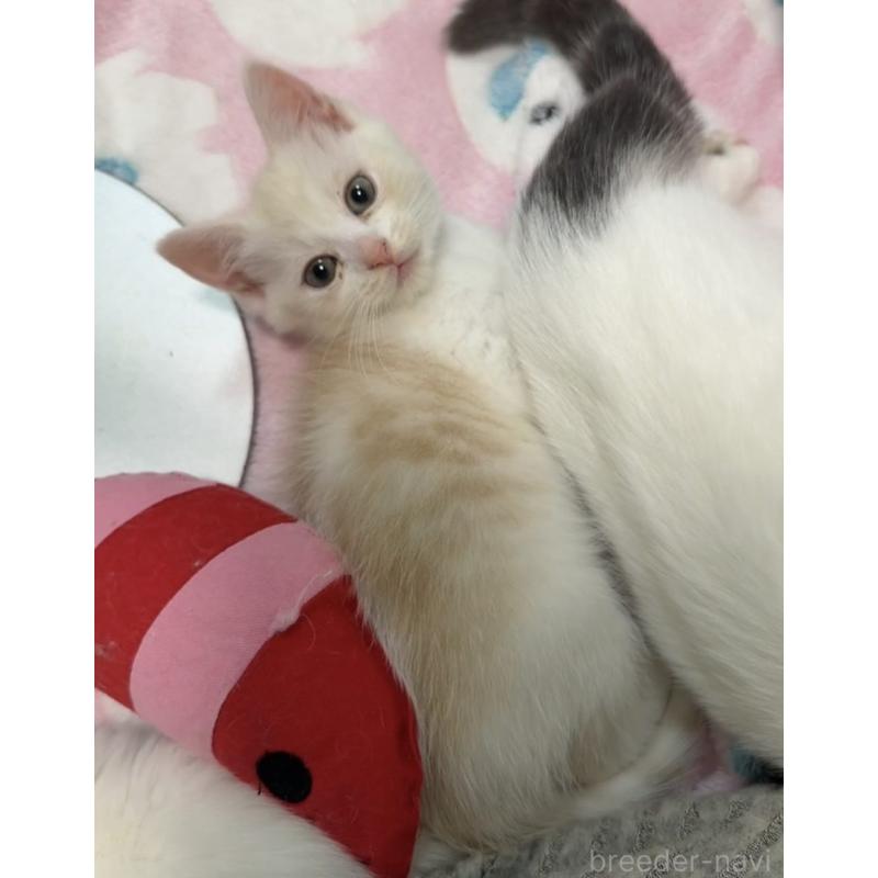 販売中の京都府のマンチカン-133228の4枚目