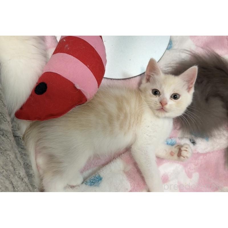 販売中の京都府のマンチカン-133228の3枚目