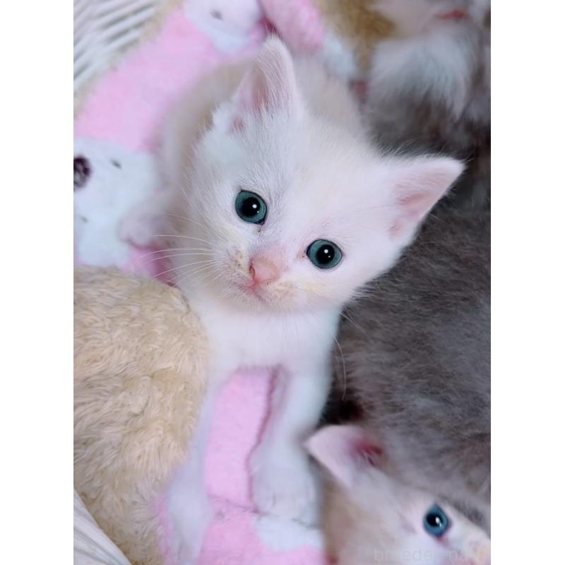 販売中の京都府のマンチカン-133228の2枚目