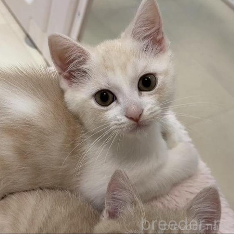 販売中の京都府のマンチカン-133228の1枚目