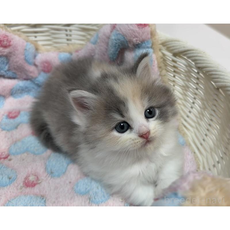 販売中の京都府のマンチカン(短足)-133229の6枚目