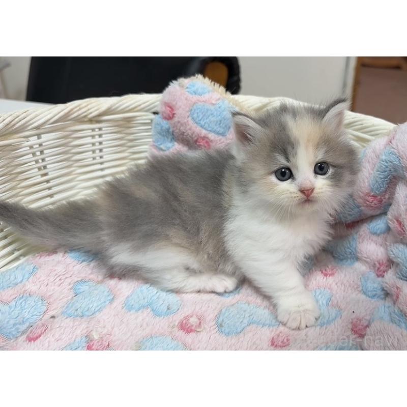 販売中の京都府のマンチカン(短足)-133229の5枚目