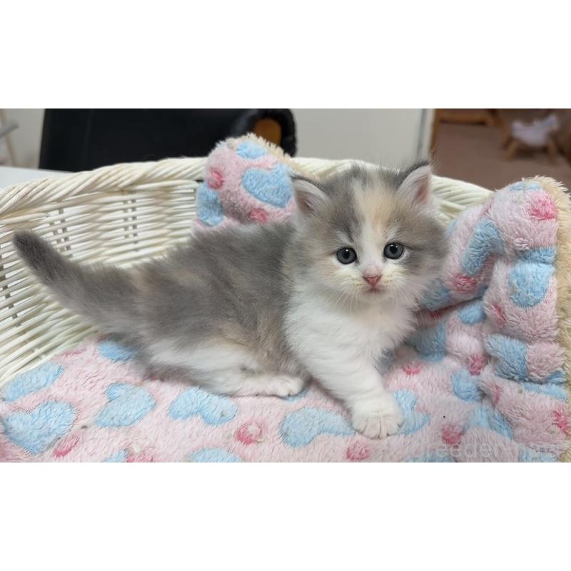 販売中の京都府のマンチカン(短足)-133229の3枚目