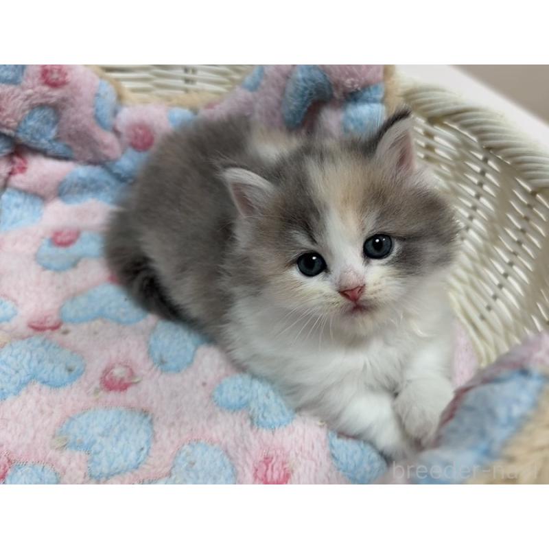 販売中の京都府のマンチカン(短足)-133229の2枚目