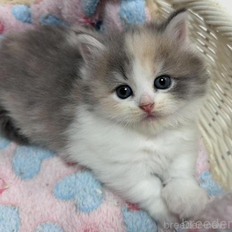 販売中の京都府のマンチカン(短足)-133229