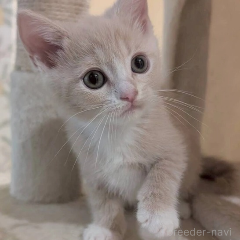 販売中の兵庫県のマンチカン-133230の1枚目