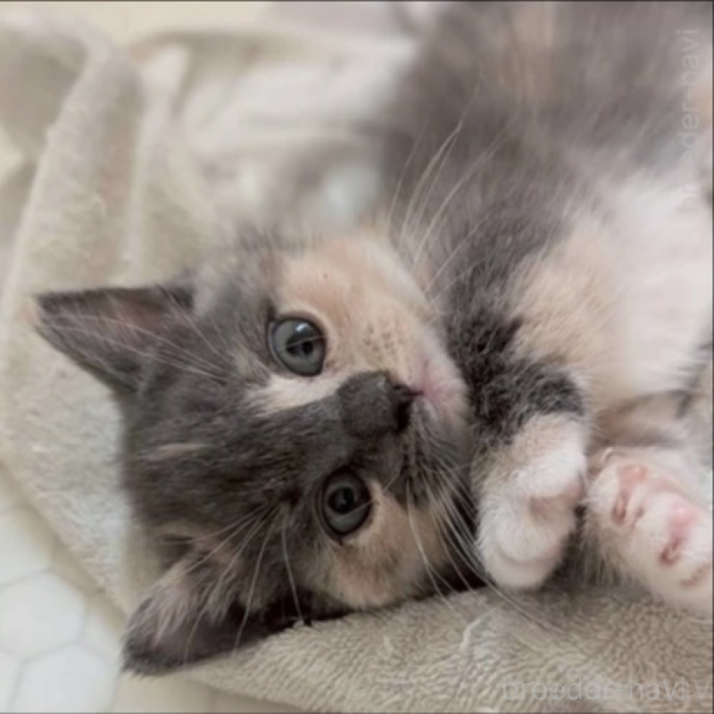 販売中の兵庫県のマンチカン(短足)-133231