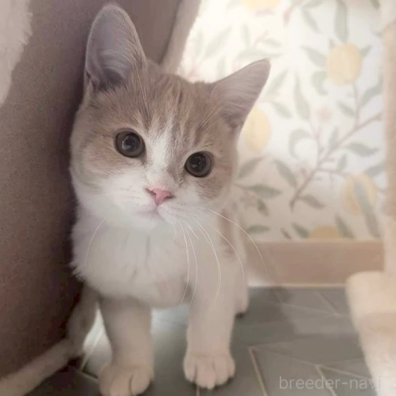 販売中の兵庫県のマンチカン-133232