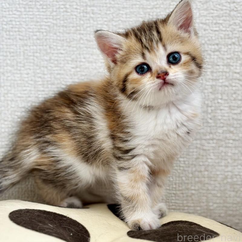 販売中の埼玉県のミヌエット-133233の5枚目