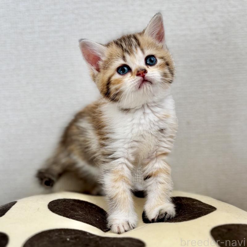 販売中の埼玉県のミヌエット-133233の4枚目