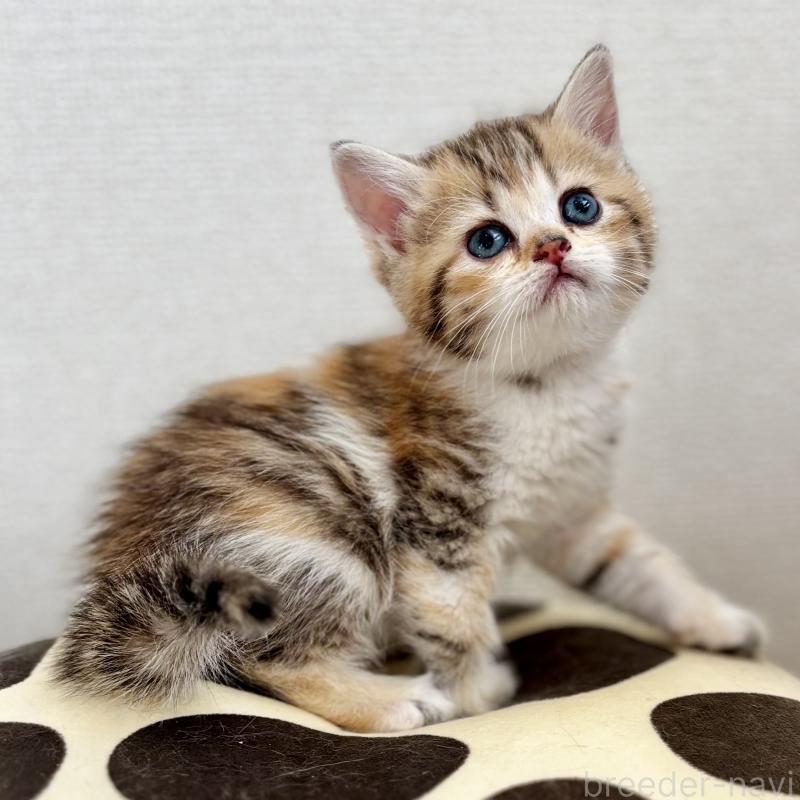 販売中の埼玉県のミヌエット-133233の3枚目