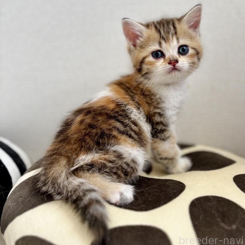 販売中の埼玉県のミヌエット-133233の2枚目