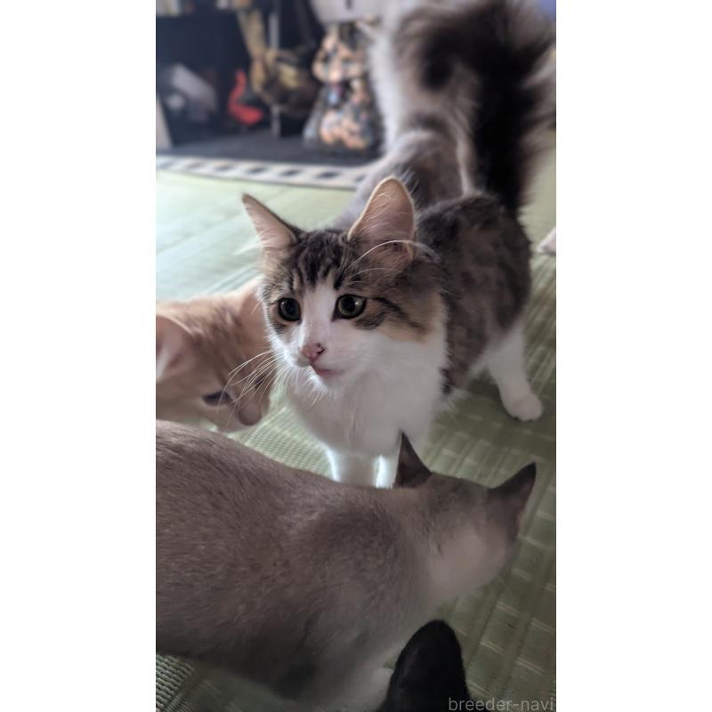販売中の滋賀県のノルウェージャンフォレストキャット-127849