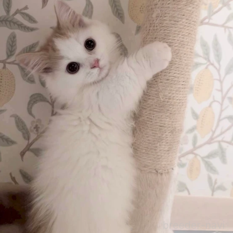 販売中の兵庫県のマンチカン(短足)-133235