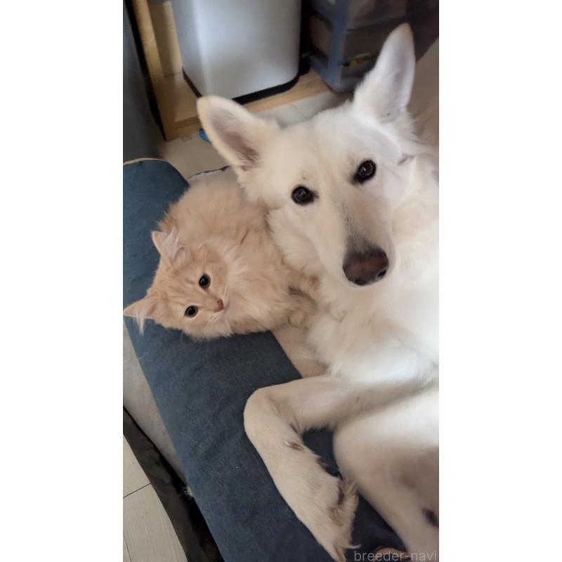 販売中の滋賀県のノルウェージャンフォレストキャット-133234の1枚目