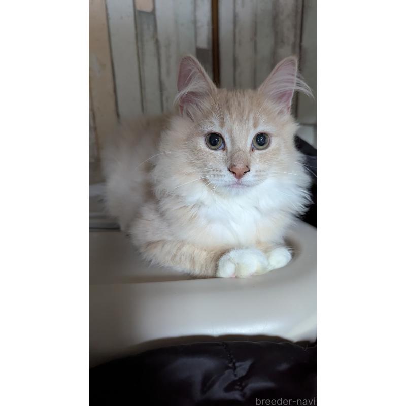 販売中の滋賀県のノルウェージャンフォレストキャット-133234の2枚目
