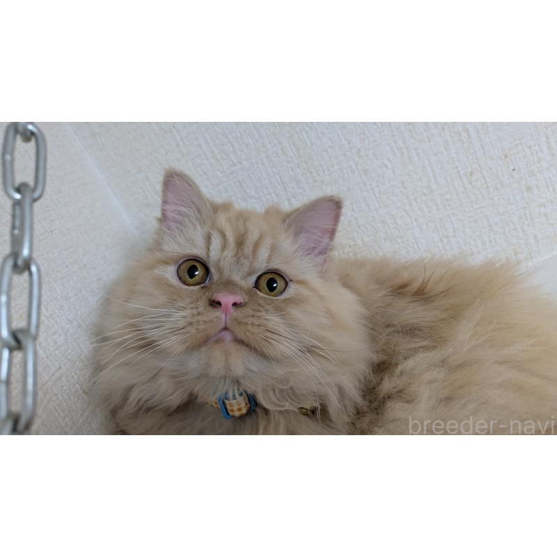 販売中の大阪府のミヌエット-120053の3枚目