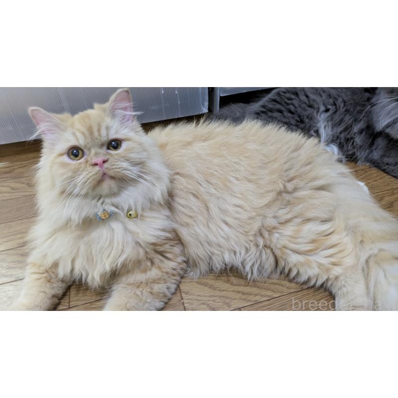 販売中ののミヌエット-120053