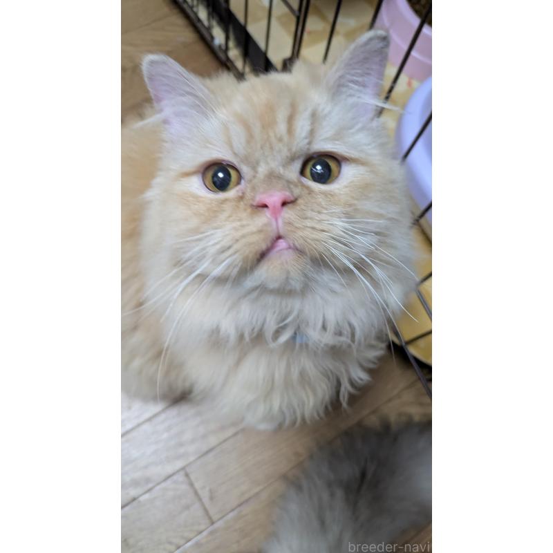 販売中の大阪府のミヌエット-120053の2枚目