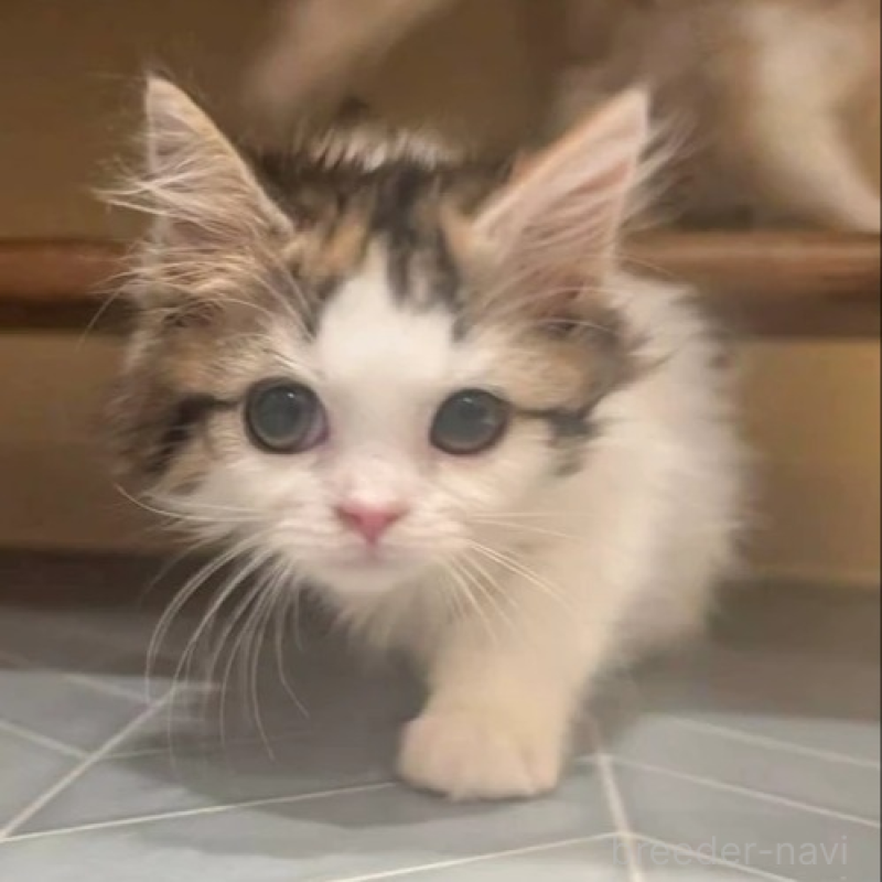 販売中の兵庫県のマンチカン-133236