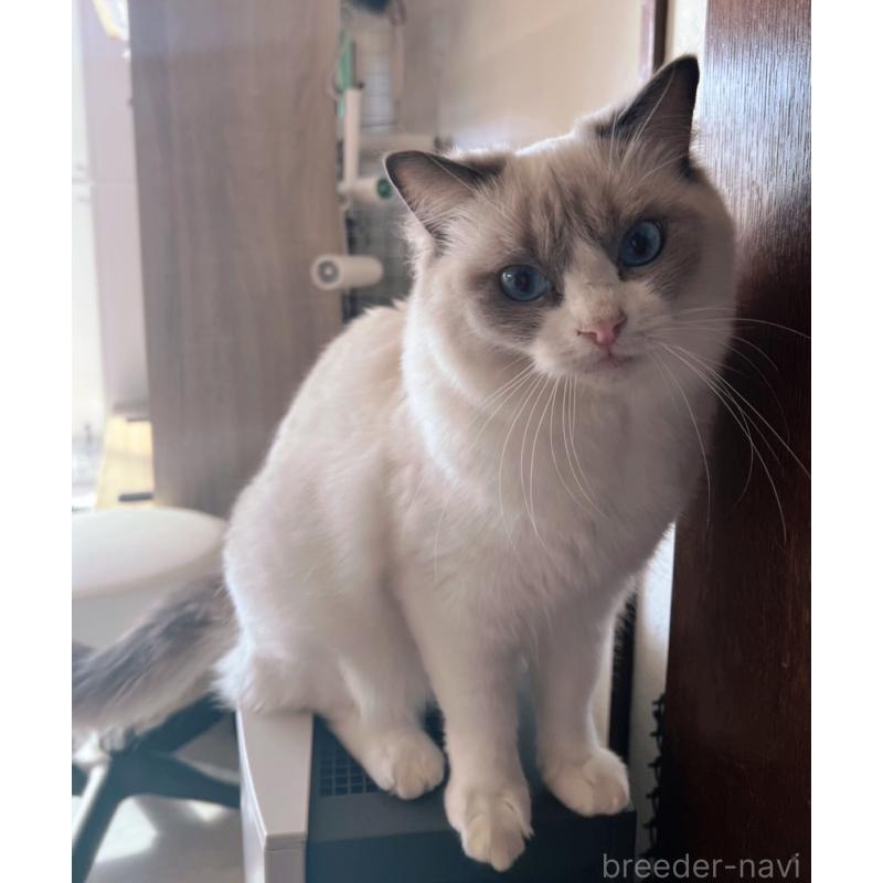 販売中の千葉県のラグドール-133237の4枚目