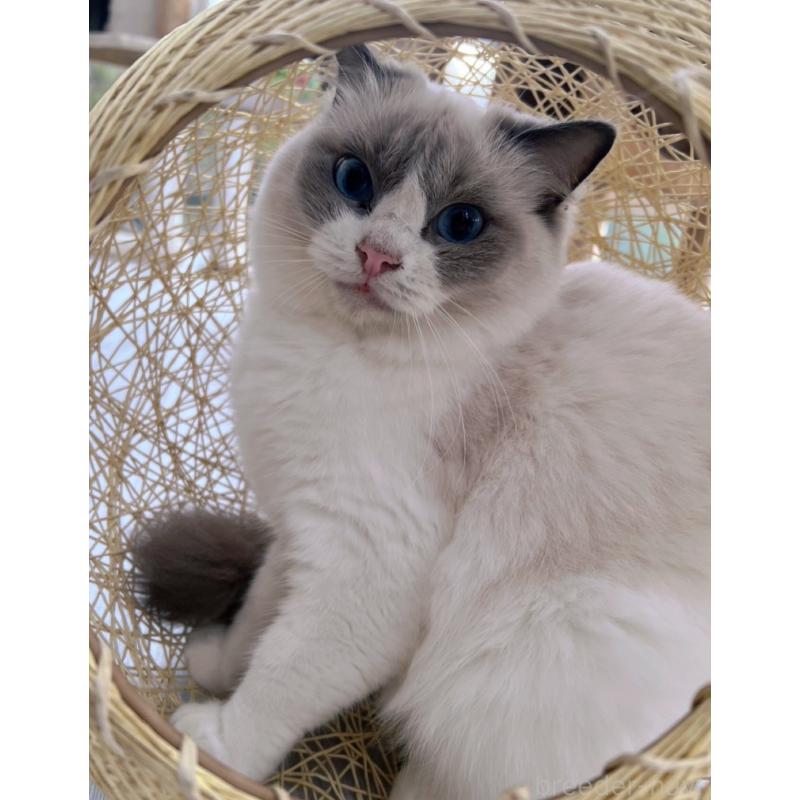 販売中の千葉県のラグドール-133237の2枚目