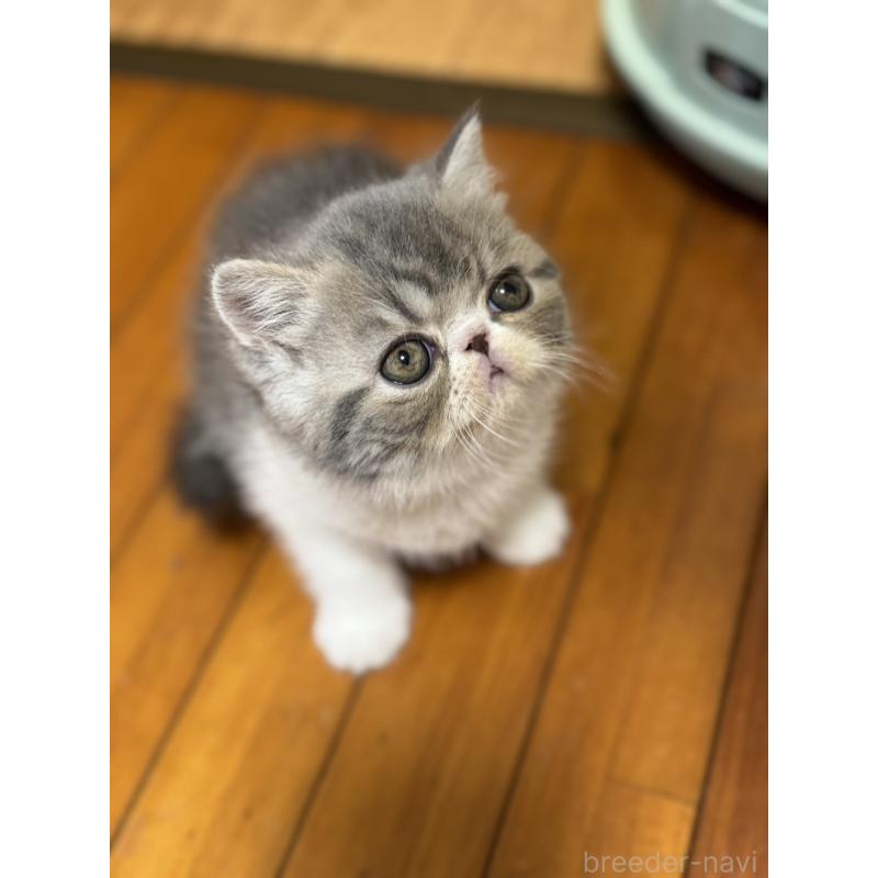 販売中の神奈川県のエキゾチックショートヘア-133238の10枚目