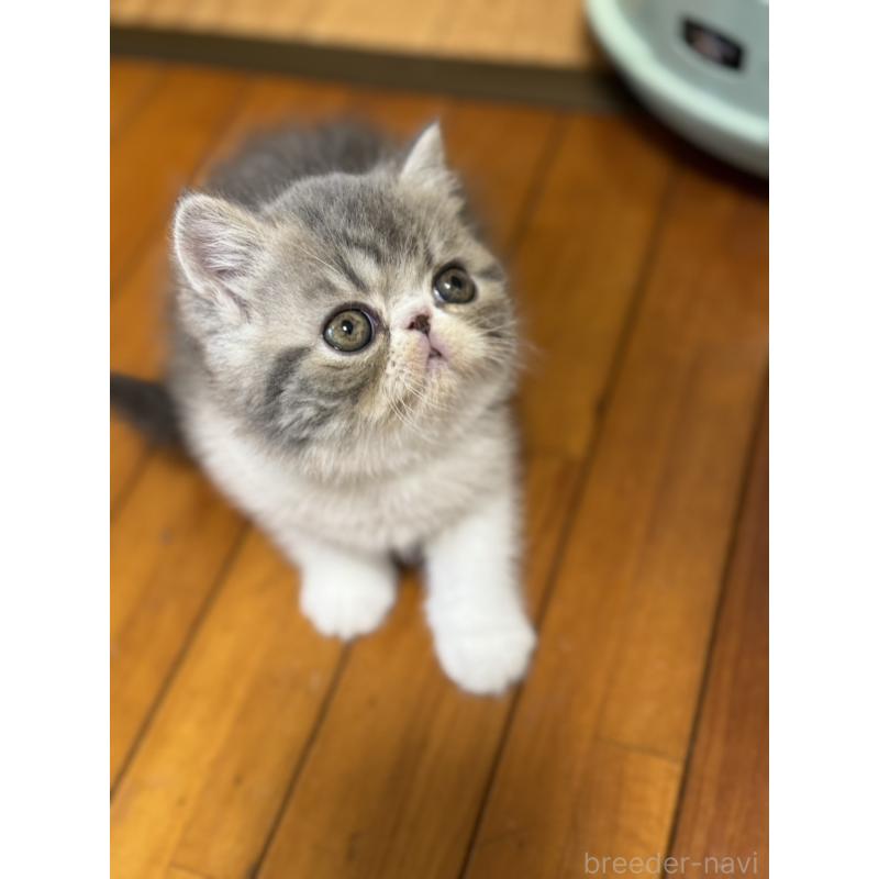 販売中の神奈川県のエキゾチックショートヘア-133238の9枚目