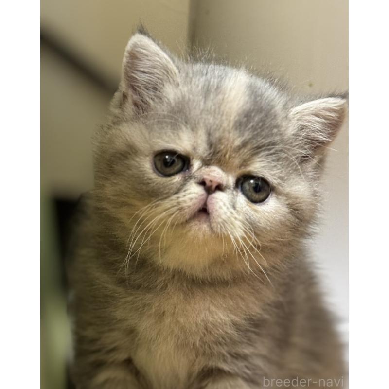 販売中の神奈川県のエキゾチックショートヘア-133238の8枚目