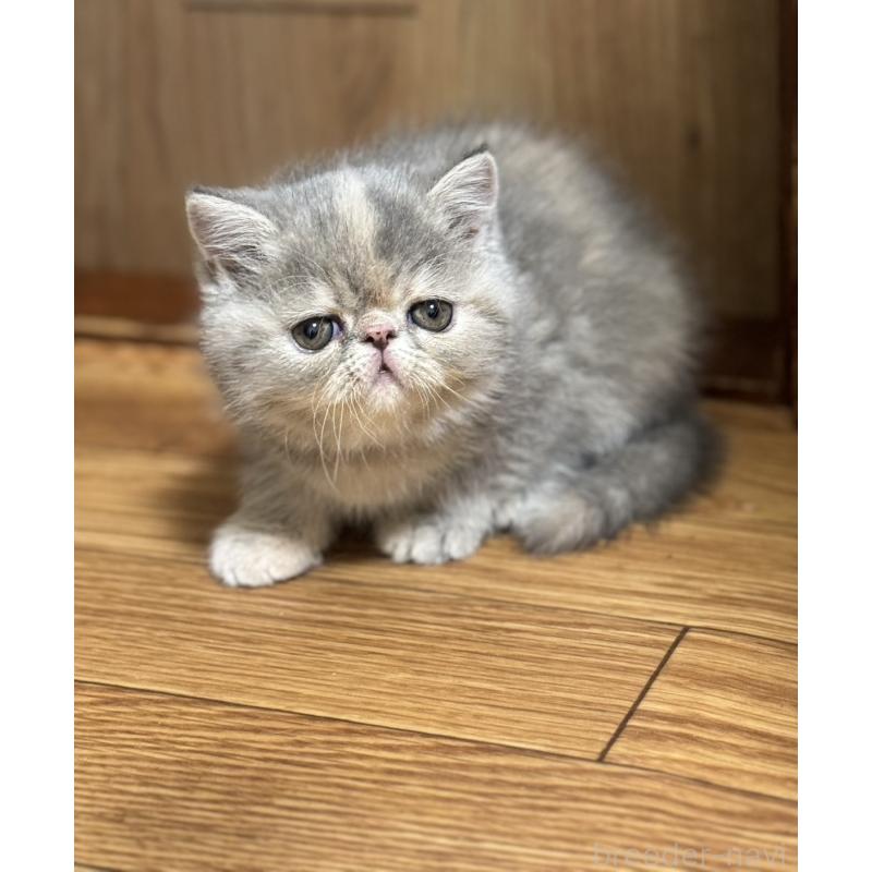 販売中の神奈川県のエキゾチックショートヘア-133238の7枚目