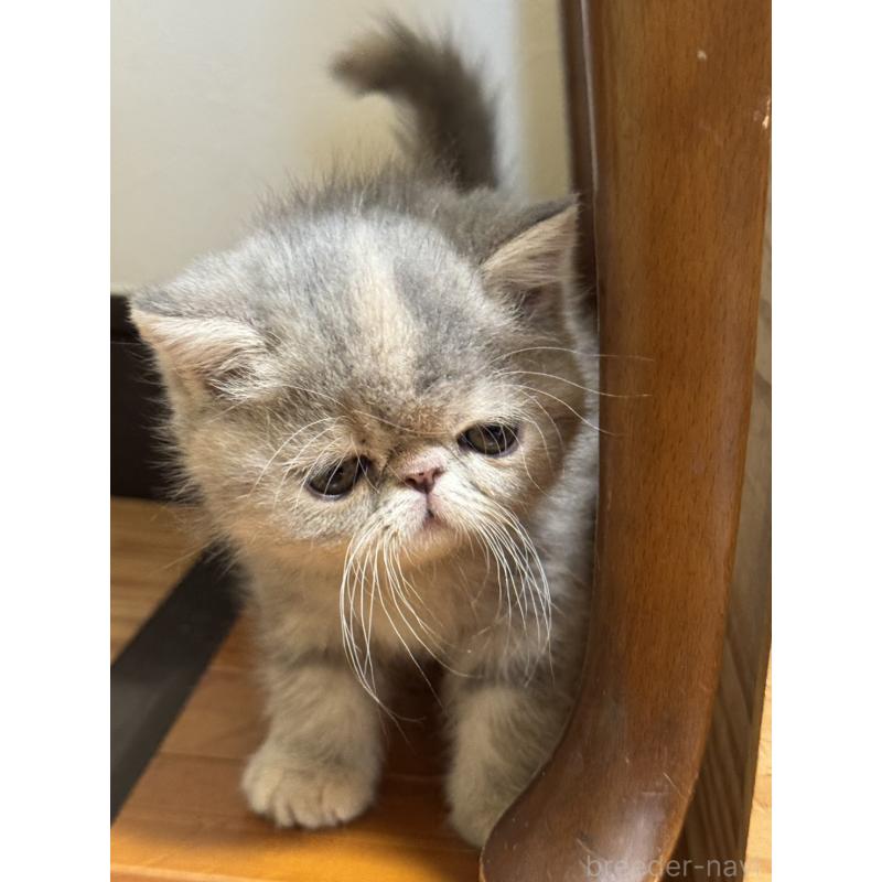 販売中の神奈川県のエキゾチックショートヘア-133238の6枚目