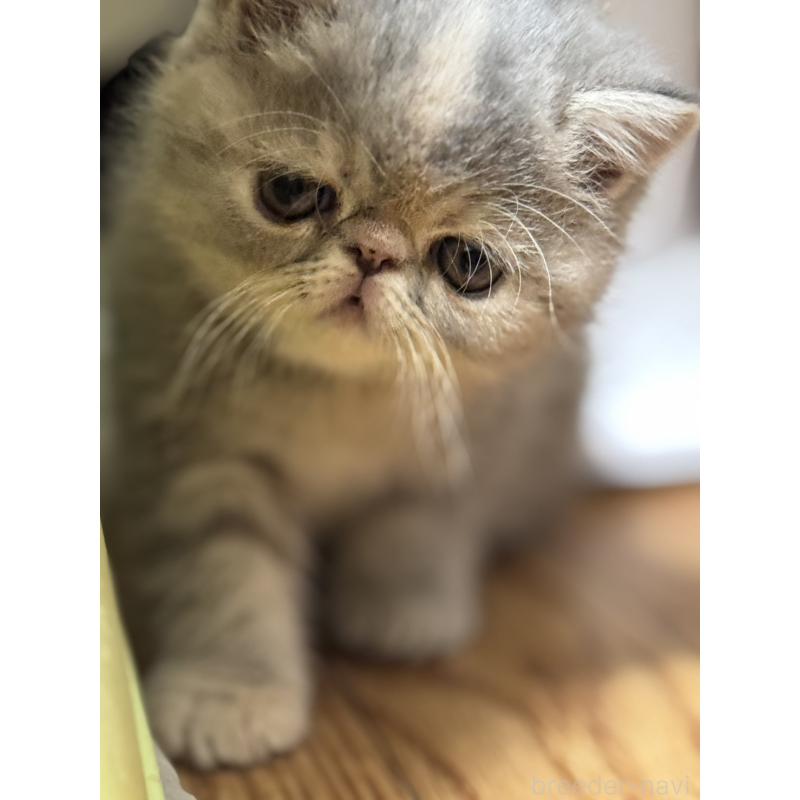 販売中の神奈川県のエキゾチックショートヘア-133238の5枚目