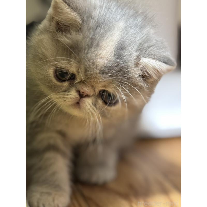 販売中の神奈川県のエキゾチックショートヘア-133238の4枚目