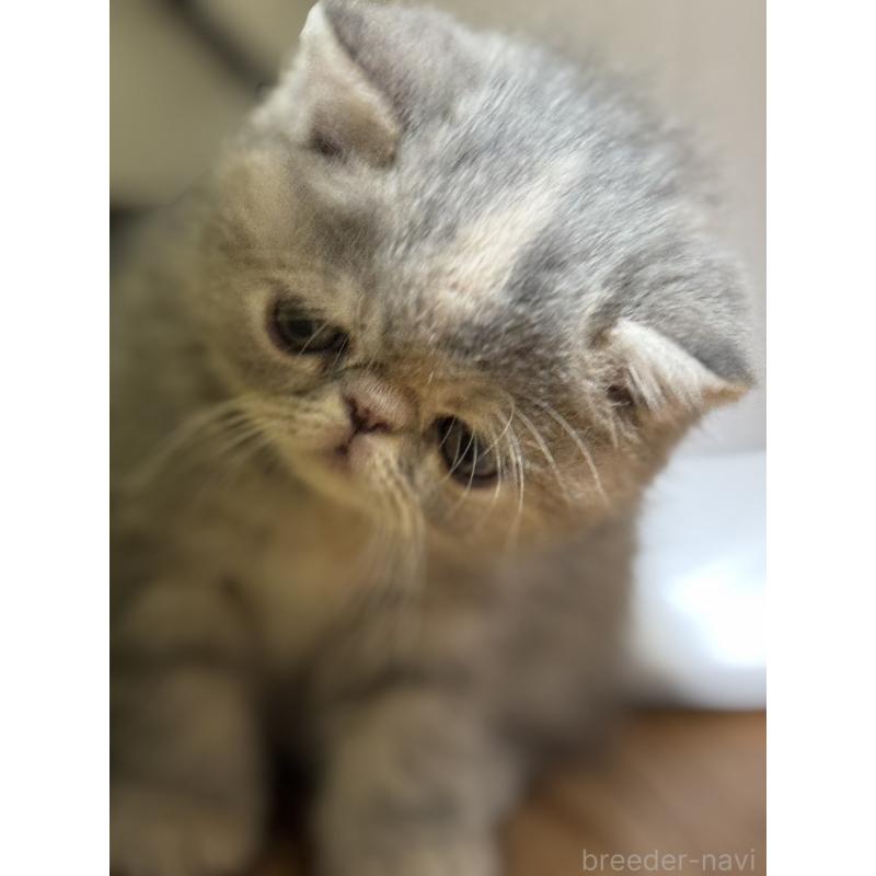 販売中の神奈川県のエキゾチックショートヘア-133238の3枚目