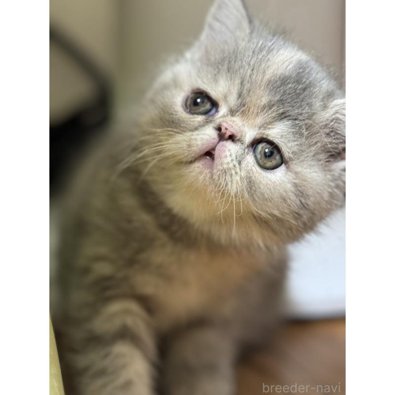 販売中の神奈川県のエキゾチックショートヘア-133238の2枚目