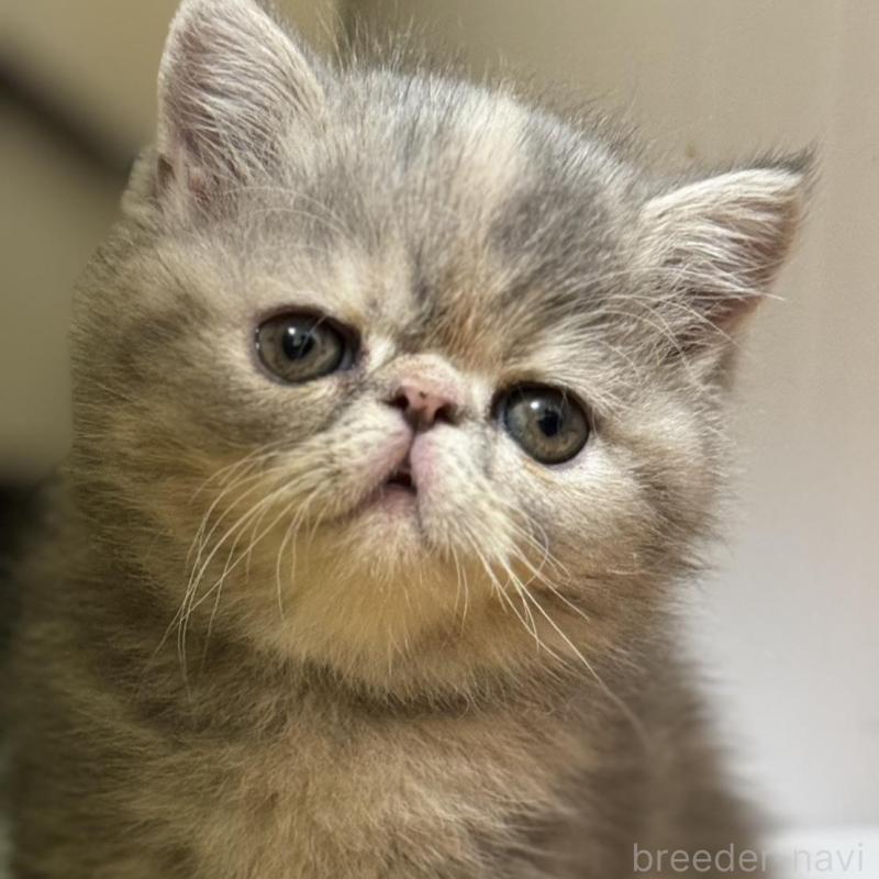 販売中の神奈川県のエキゾチックショートヘア-133238