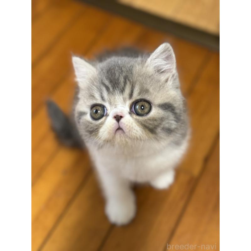 販売中の神奈川県のエキゾチックショートヘア-133239の8枚目