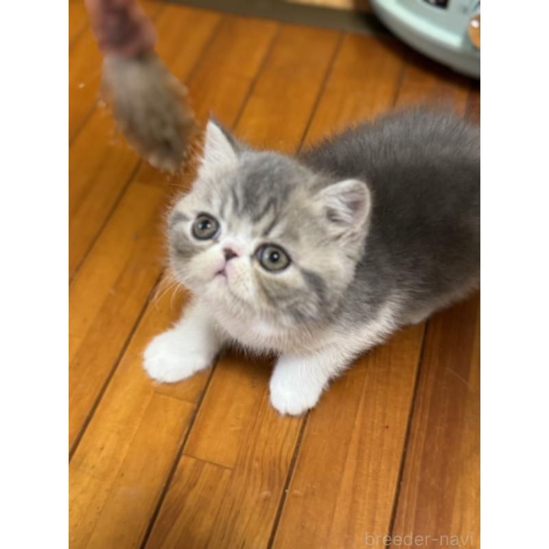 販売中の神奈川県のエキゾチックショートヘア-133239の6枚目