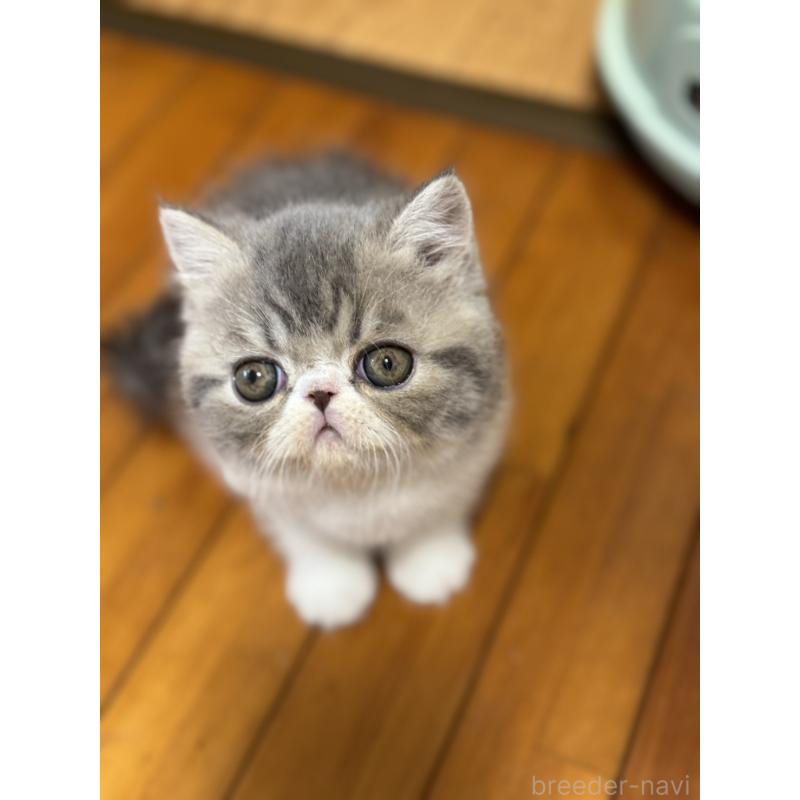 販売中の神奈川県のエキゾチックショートヘア-133239の5枚目