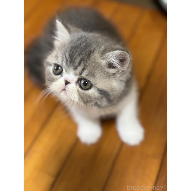 販売中の神奈川県のエキゾチックショートヘア-133239の4枚目