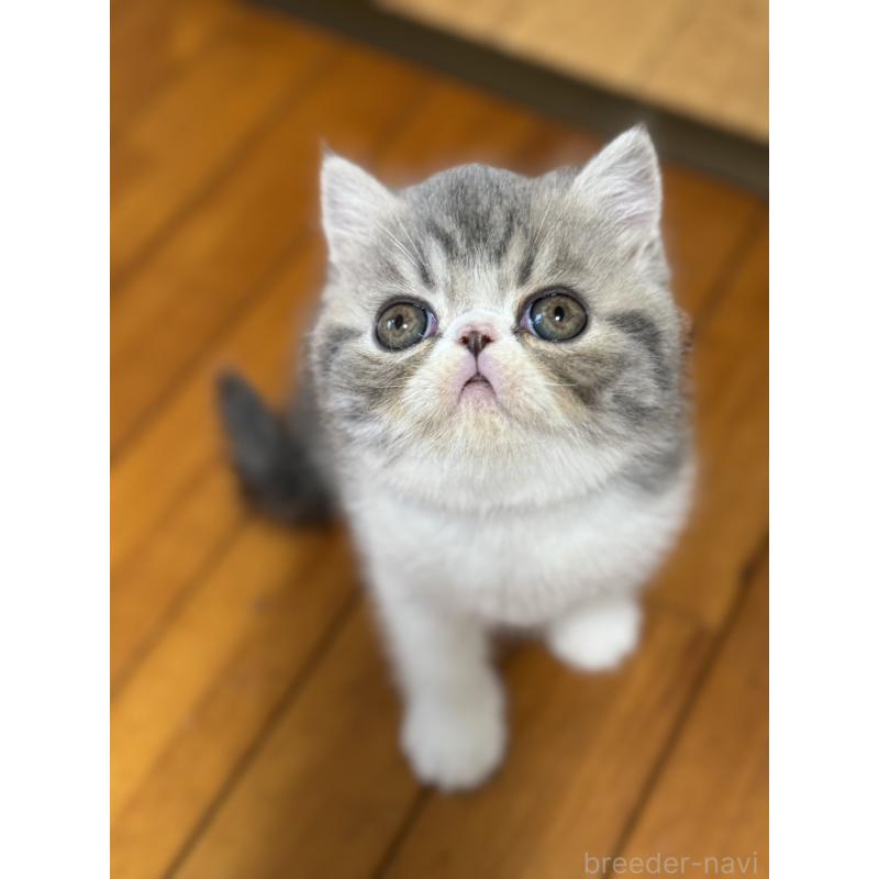 販売中の神奈川県のエキゾチックショートヘア-133239の3枚目