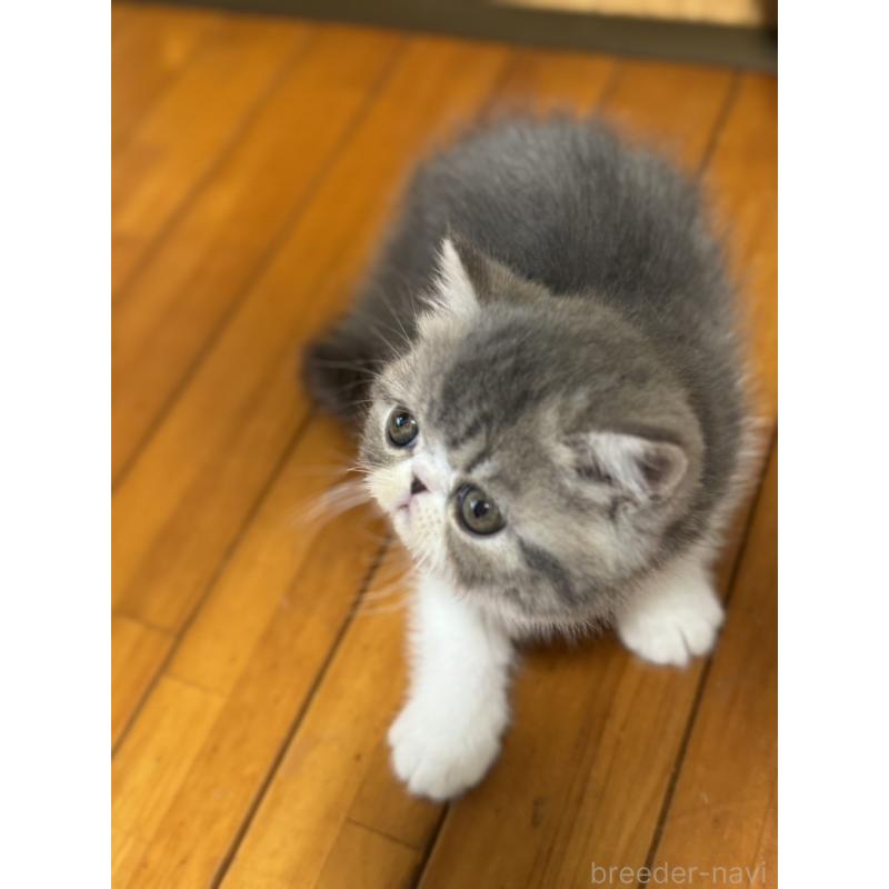 販売中の神奈川県のエキゾチックショートヘア-133239の2枚目