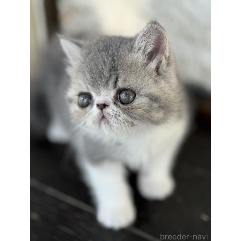 販売中の神奈川県のエキゾチックショートヘア-133240の8枚目