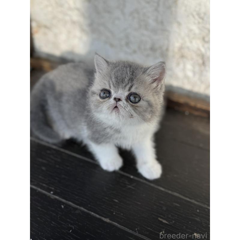 販売中の神奈川県のエキゾチックショートヘア-133240の7枚目