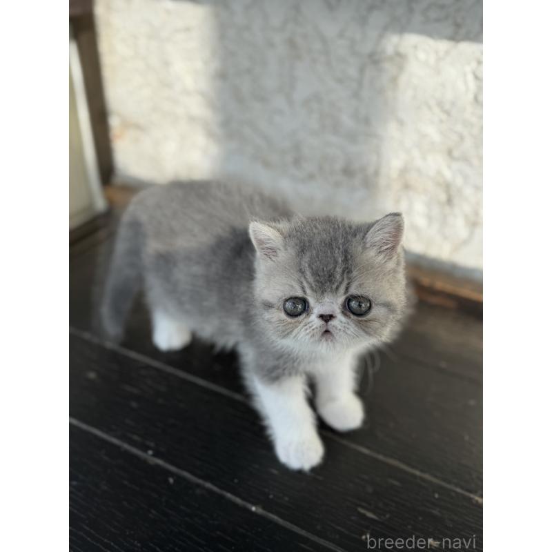 販売中の神奈川県のエキゾチックショートヘア-133240の6枚目