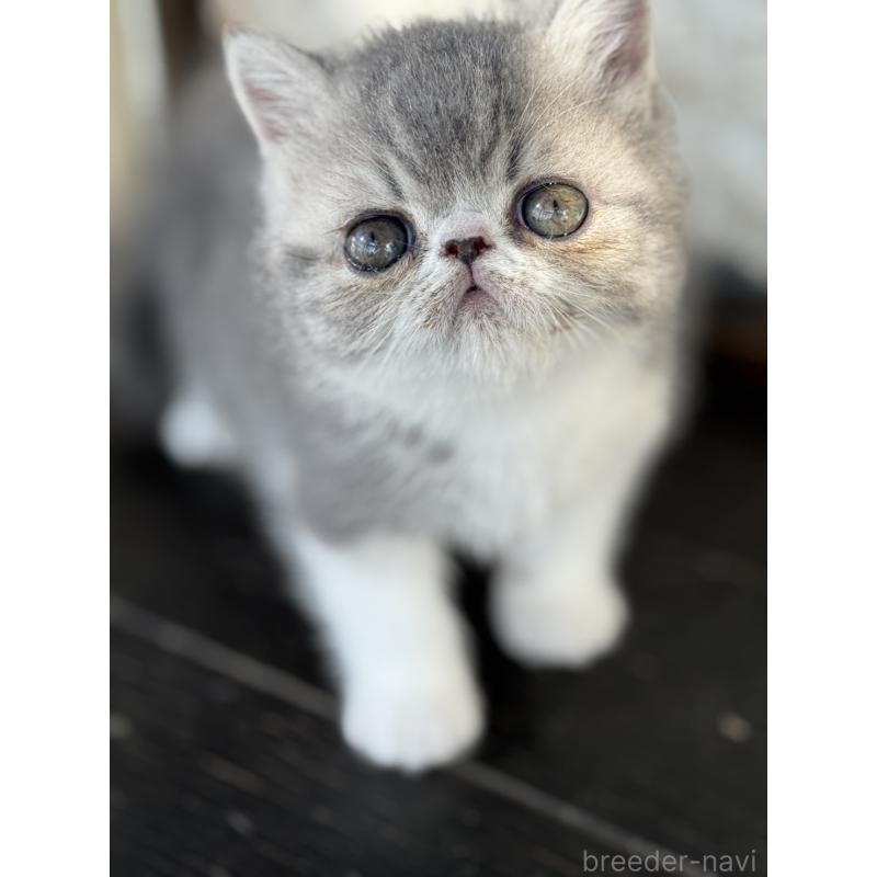 販売中の神奈川県のエキゾチックショートヘア-133240の5枚目