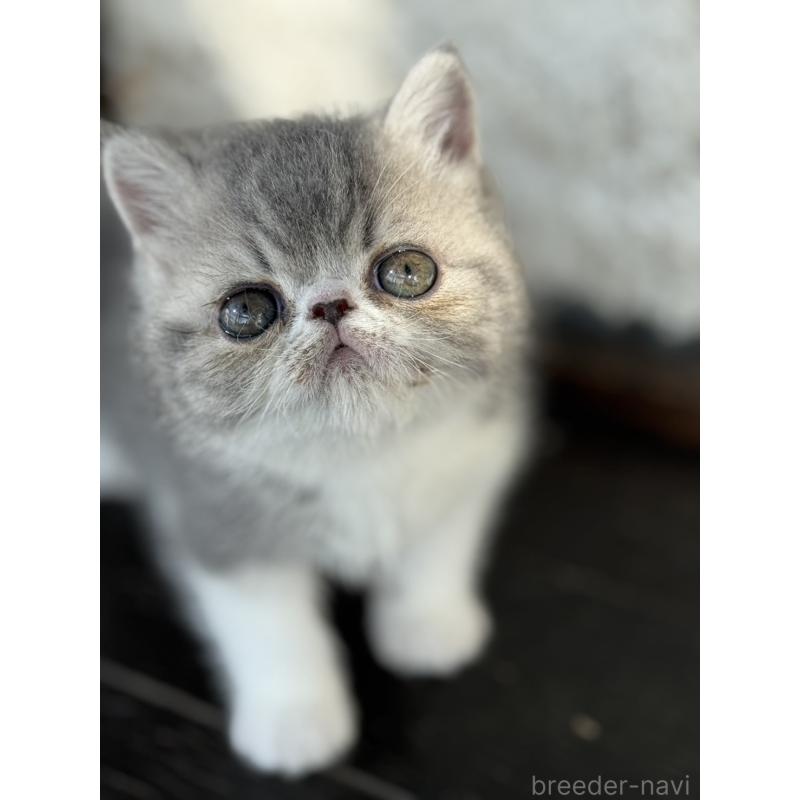 販売中の神奈川県のエキゾチックショートヘア-133240の4枚目