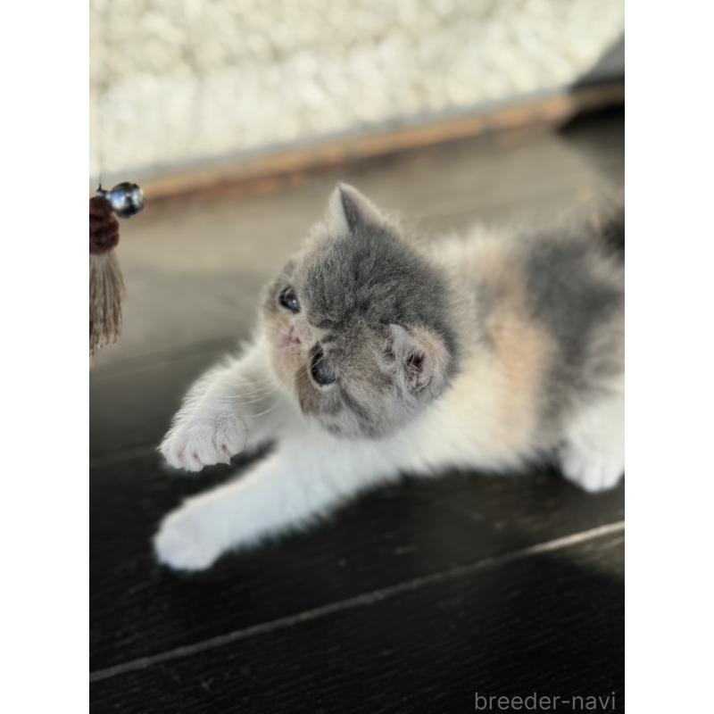 販売中の神奈川県のエキゾチックショートヘア-133240の3枚目